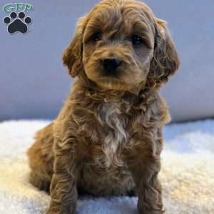 Jewels, Mini Goldendoodle Puppy