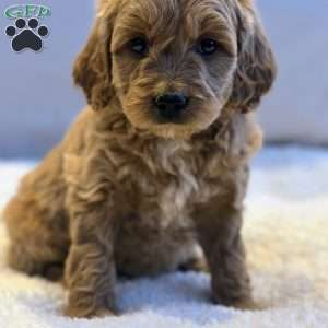 Jewels, Mini Goldendoodle Puppy