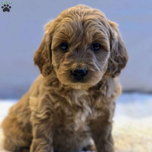 Jewels, Mini Goldendoodle Puppy