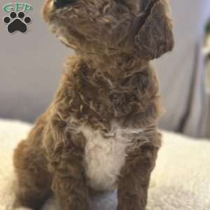 Bernard, Mini Goldendoodle Puppy