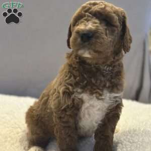 Bernard, Mini Goldendoodle Puppy