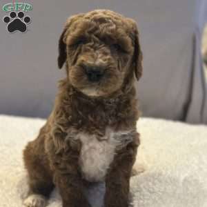 Bernard, Mini Goldendoodle Puppy