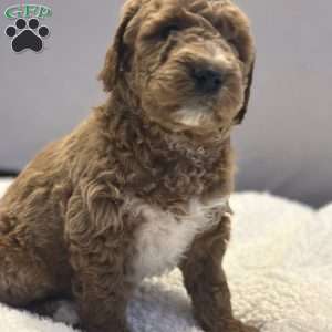 Bernard, Mini Goldendoodle Puppy