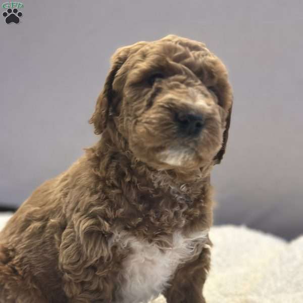 Bernard, Mini Goldendoodle Puppy