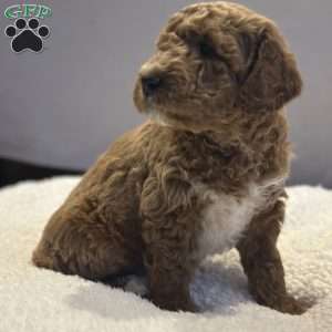 Bernard, Mini Goldendoodle Puppy