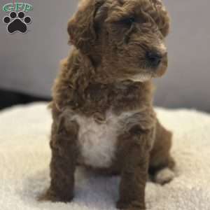 Bernard, Mini Goldendoodle Puppy