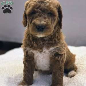 Bernard, Mini Goldendoodle Puppy