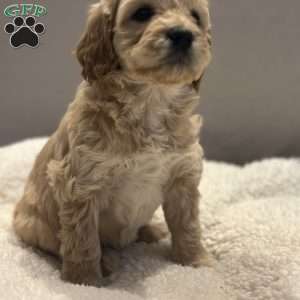 Connie, Mini Goldendoodle Puppy