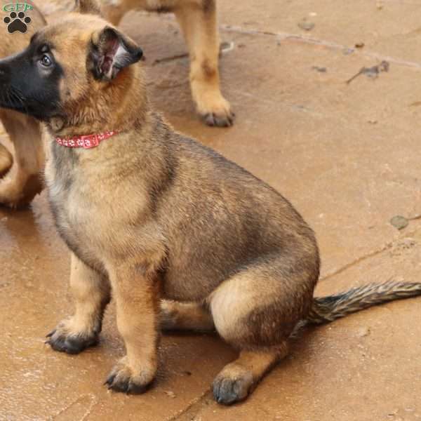 Pink, German Shepherd Mix Puppy