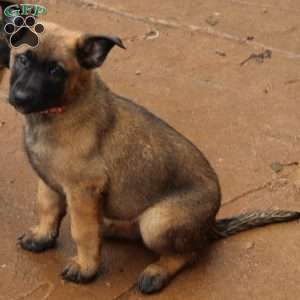 Pink, German Shepherd Mix Puppy