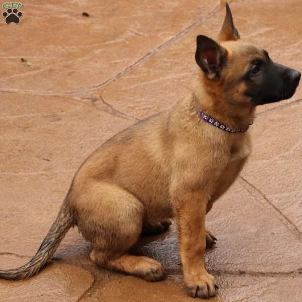 Purple, German Shepherd Mix Puppy