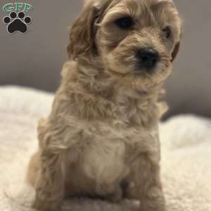 Connie, Mini Goldendoodle Puppy