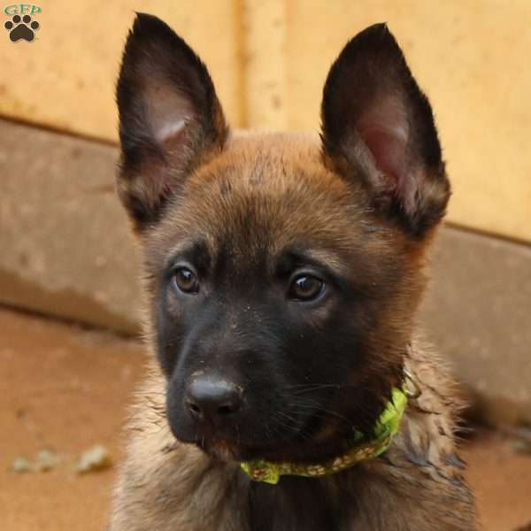 Light green, German Shepherd Mix Puppy