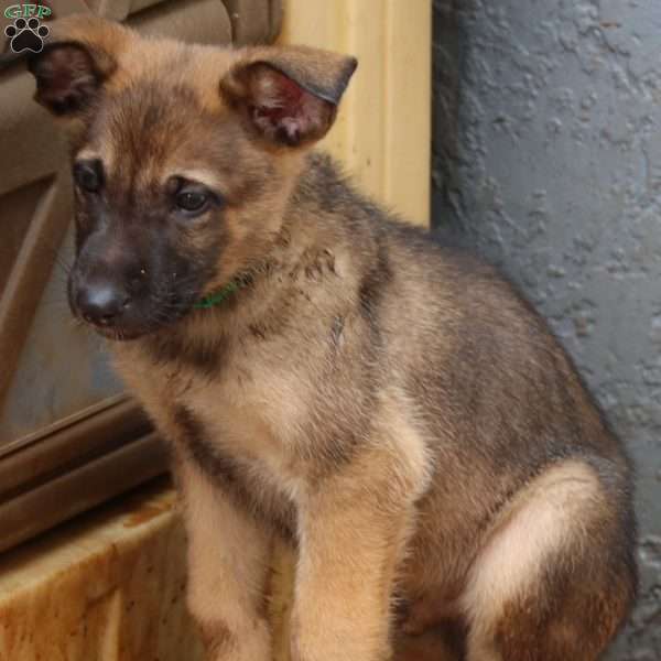 Dark green, German Shepherd Mix Puppy