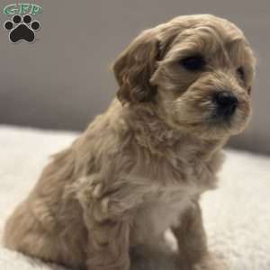 Connie, Mini Goldendoodle Puppy