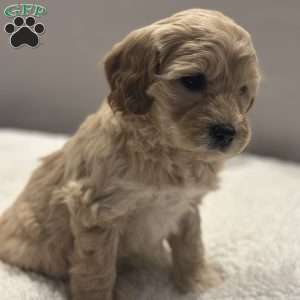 Connie, Mini Goldendoodle Puppy