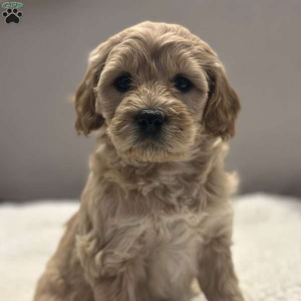 Connie, Mini Goldendoodle Puppy