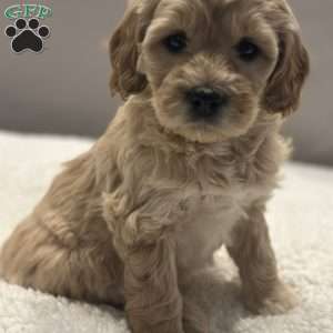 Connie, Mini Goldendoodle Puppy