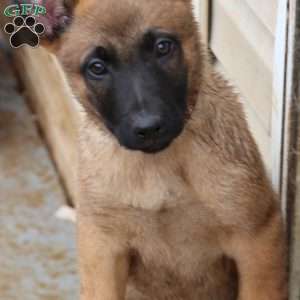 Purple, German Shepherd Mix Puppy