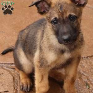 Dark green, German Shepherd Mix Puppy