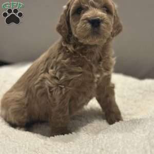 Jill, Mini Goldendoodle Puppy