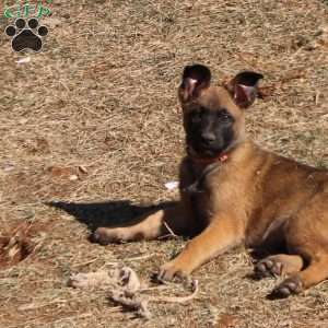 Pink, German Shepherd Mix Puppy