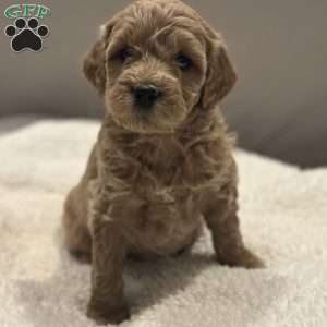 Jill, Mini Goldendoodle Puppy