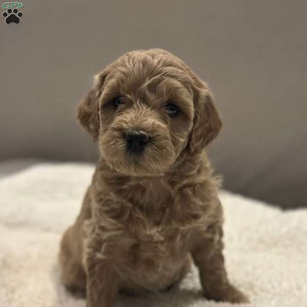 Jill, Mini Goldendoodle Puppy