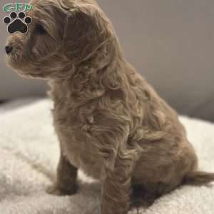 Jill, Mini Goldendoodle Puppy