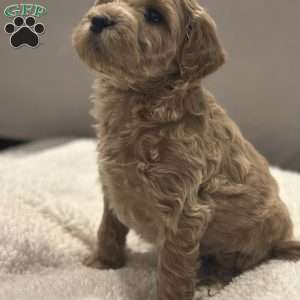 Jill, Mini Goldendoodle Puppy