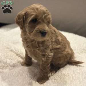 Jill, Mini Goldendoodle Puppy