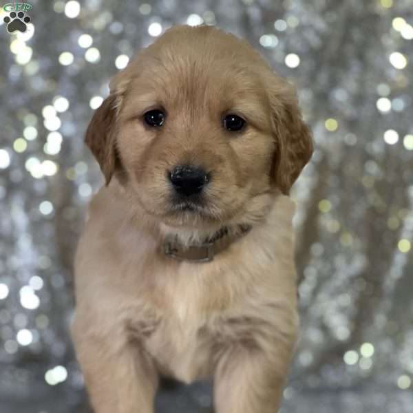 Liz, Golden Retriever Puppy