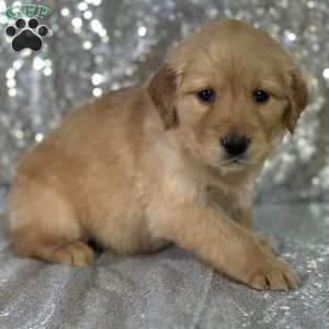 Liz, Golden Retriever Puppy