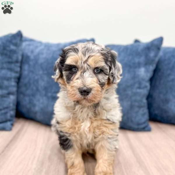 Odis, Sheepadoodle Puppy