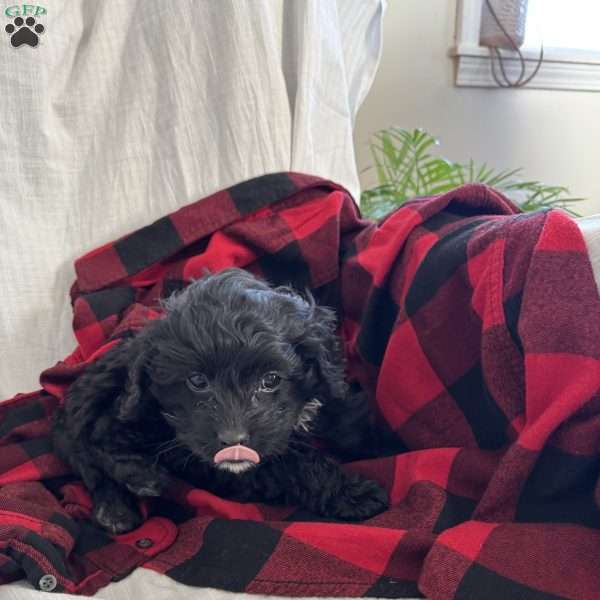 Charlie, Cockapoo Puppy