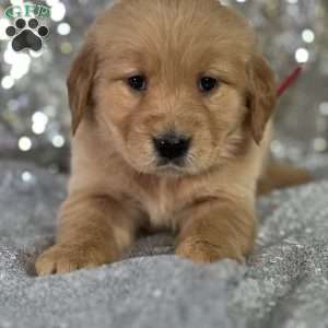 Lisa, Golden Retriever Puppy