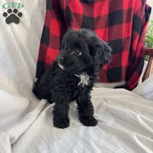 Charlie, Cockapoo Puppy