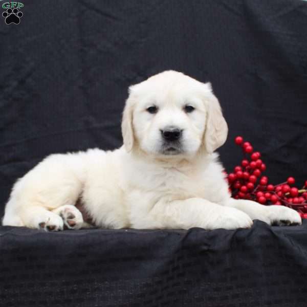 Daisy, English Cream Golden Retriever Puppy