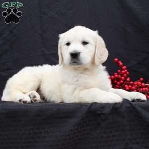 Daisy, English Cream Golden Retriever Puppy