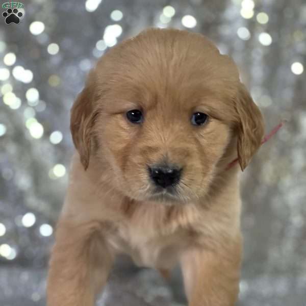 Lisa, Golden Retriever Puppy