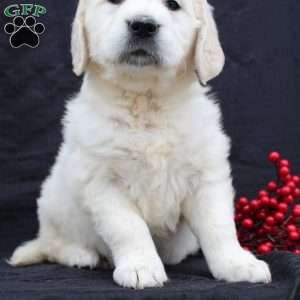 Daisy, English Cream Golden Retriever Puppy