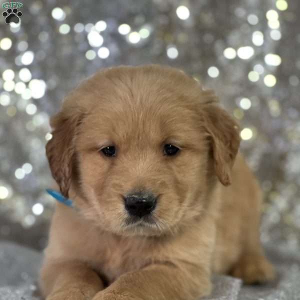 Leroy, Golden Retriever Puppy