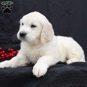 Daisy, English Cream Golden Retriever Puppy