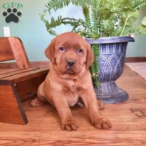 KitKat, Fox Red Labrador Retriever Puppy