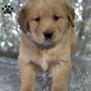 Leroy, Golden Retriever Puppy