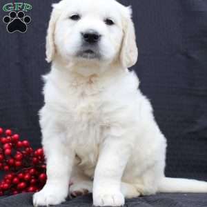 Daisy, English Cream Golden Retriever Puppy