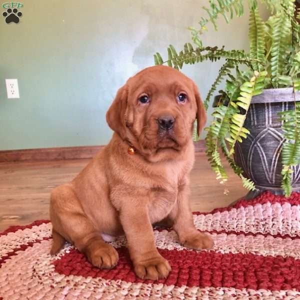 KitKat, Fox Red Labrador Retriever Puppy