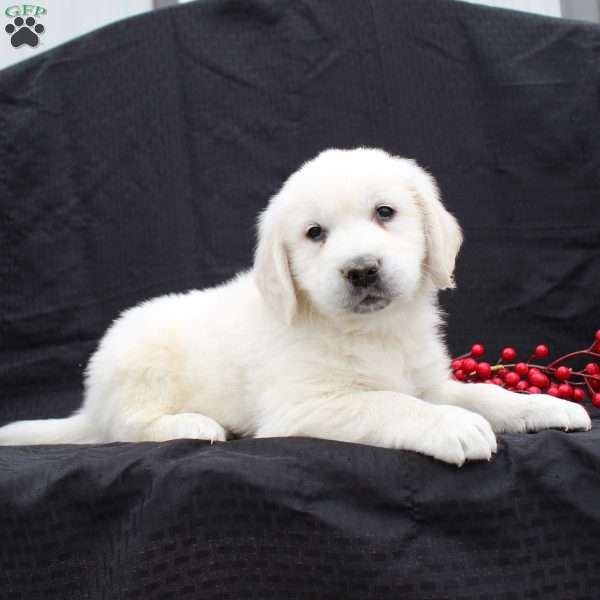 Dakota, English Cream Golden Retriever Puppy