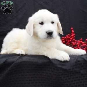 Diana, English Cream Golden Retriever Puppy