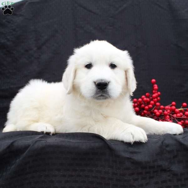 Diana, English Cream Golden Retriever Puppy